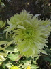 crizantema 7