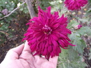 crizantema 3