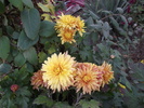 crizantema 5