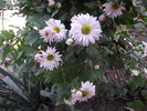 crizantema 8