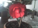 camelia