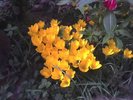 18-09-07_1642 crocus
