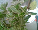 Imag020