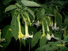 SANY6012