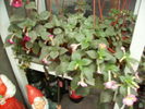 achimenes in octombrie -grup4