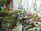 achimenes toamna -ansamblu