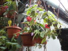 achimenes grup 2