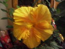 alt hibiscus in noiembrie