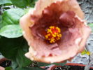 alt hibiscus in octombrie