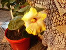 alt hibiscus inflorit in 8 noiembrie