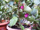 bougainvilea cyclam in noiembrie