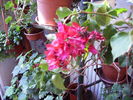 bougainvilea dublu rosu in noiembrie2