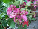 bougainvilea cyclam-noiembrie