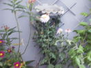 crizanteme in ghiveci in noiembrie 2