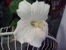 hibiscus 2 in noiembrie