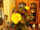 hibiscus 6 noiembrie 4
