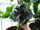 hibiscus 8 noiembrie 2