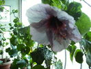 hibiscus in 6 noiembrie 2