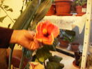 hibiscus inflorit in 8 noiembrie