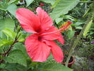 hibiscus la inceput de noiembrie 3