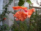 hibiscus toamna4