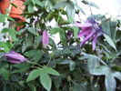 passiflora anette