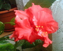 Imag005