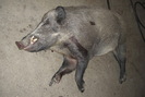 Porc mistreti