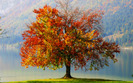 autumn_tree_1920