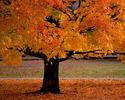 autumn_wallpaper-1280-1024