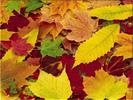 autumn-leaves-backgrounds-new-york-pictures