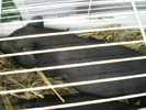 Indagra291010 020