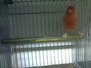 rozet