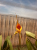 Masdevallia