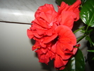 DSC03284