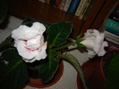 DSC03295
