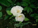 SANY8247