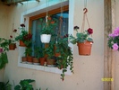SANY8268