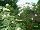 SANY8379