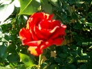 SANY8766