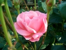 SANY8770