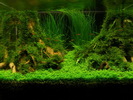 aquascape_2010_1_8__11_22__miskas - Copy