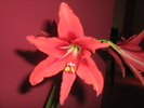 Amaryllis