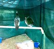 06112010 Pauni