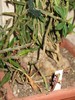 Monadenium rubellum