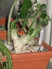 Pachypodium densiflorum