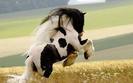 caballo-irish-cob[1]