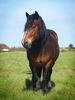 percheron-L-1[1]