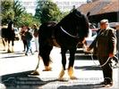 Powys_Duke_Stud_Book_no_%2046352_September_1997[1]