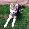 alaskan klee kai